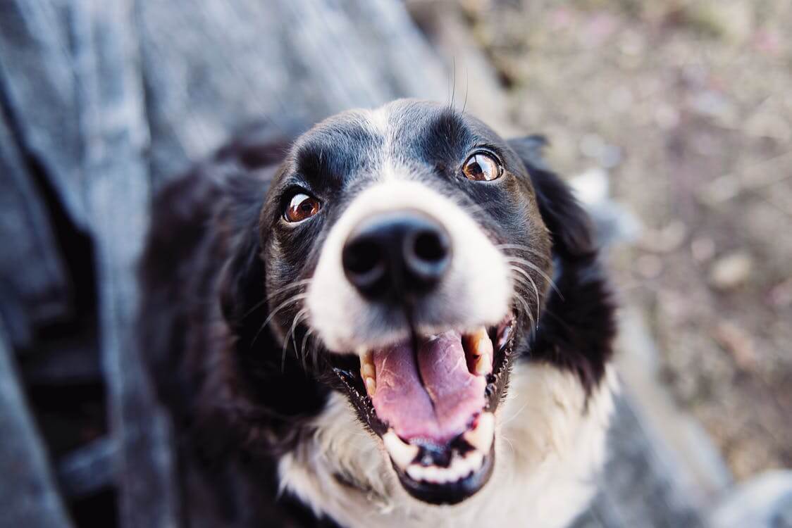 a snarling dog image from an online stock photography source
